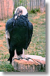 images/LatinAmerica/Patagonia/Animals/Birds/condor-b.jpg