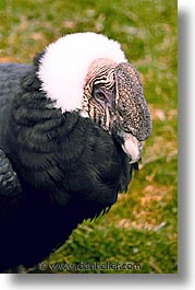 images/LatinAmerica/Patagonia/Animals/Birds/condor-c.jpg