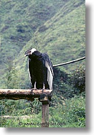 images/LatinAmerica/Patagonia/Animals/Birds/condor-e.jpg