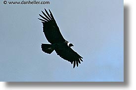 images/LatinAmerica/Patagonia/Animals/Birds/condor-flight.jpg