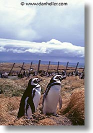 images/LatinAmerica/Patagonia/Animals/Birds/penguin-colony.jpg