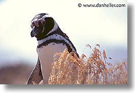 images/LatinAmerica/Patagonia/Animals/Birds/penguin.jpg