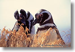 images/LatinAmerica/Patagonia/Animals/Birds/two-penguins.jpg
