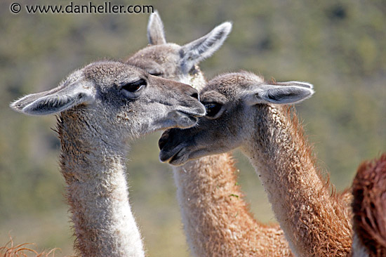 baby-guanaco-5.jpg