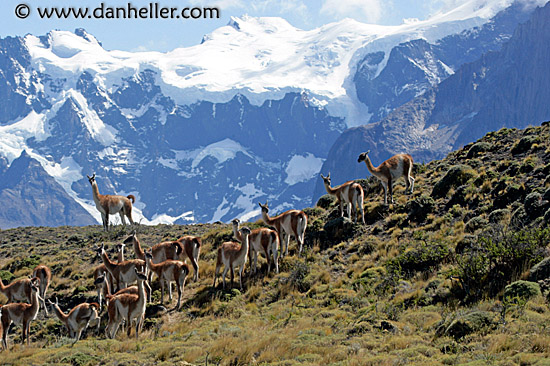 guanaco-pack-02.jpg