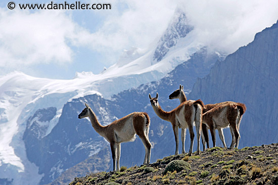 guanaco-pack-06.jpg