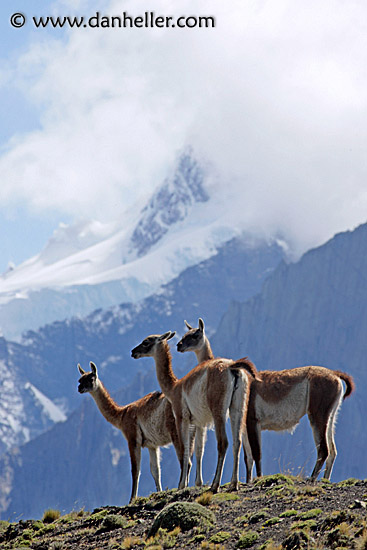 guanaco-pack-07.jpg