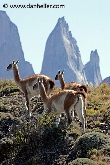 guanaco-pack-10.jpg