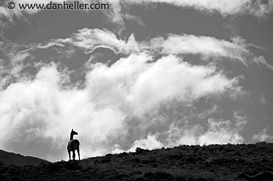 guanaco-sil-bw.jpg