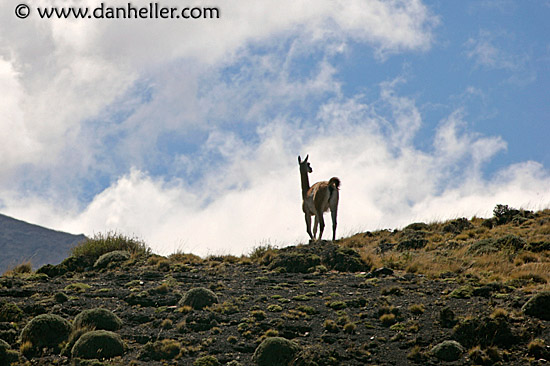 lone-guanaco-01.jpg