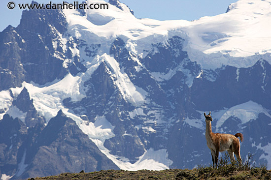 lone-guanaco-05.jpg