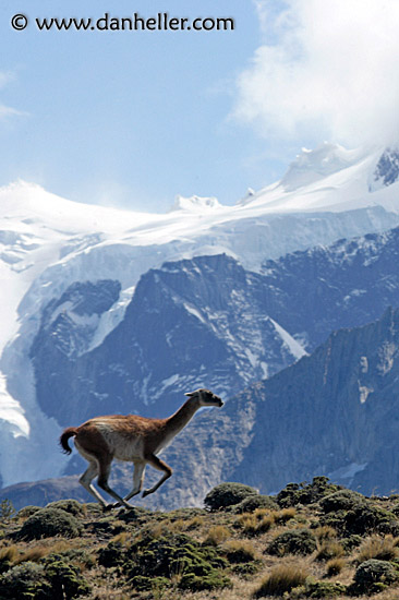 lone-guanaco-11.jpg