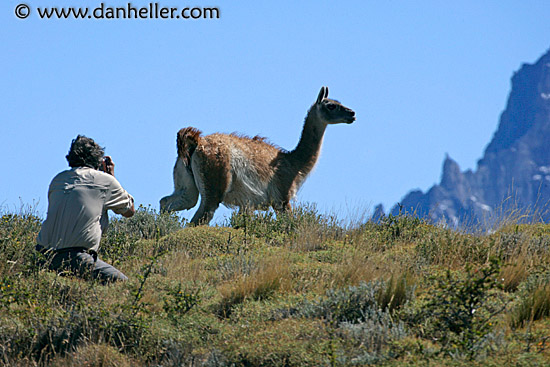 photo-guanaco-3.jpg