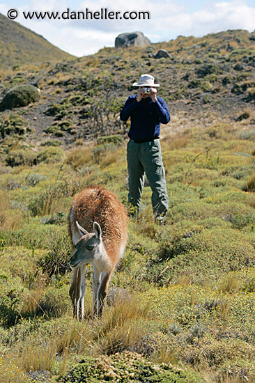 photo-guanaco-4.jpg