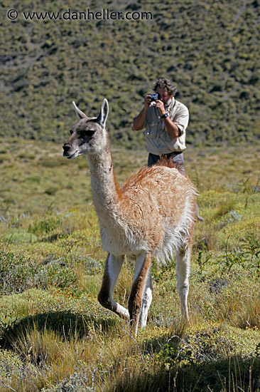 photo-guanaco-9.jpg