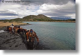 images/LatinAmerica/Patagonia/Animals/Horses/horses-2.jpg