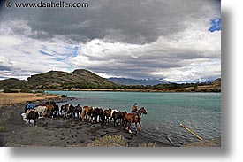 images/LatinAmerica/Patagonia/Animals/Horses/horses-3.jpg