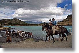 images/LatinAmerica/Patagonia/Animals/Horses/horses-4.jpg