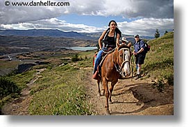 images/LatinAmerica/Patagonia/Animals/Horses/horses-5.jpg