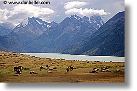 images/LatinAmerica/Patagonia/Animals/Horses/horses-n-mtns-1.jpg