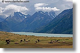 images/LatinAmerica/Patagonia/Animals/Horses/horses-n-mtns-2.jpg