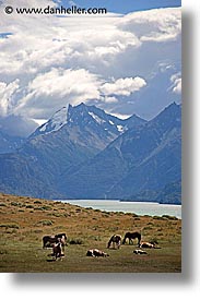 images/LatinAmerica/Patagonia/Animals/Horses/horses-n-mtns-3.jpg