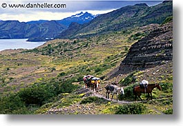images/LatinAmerica/Patagonia/Animals/Horses/pack-horses.jpg