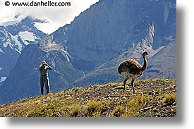 images/LatinAmerica/Patagonia/Animals/LesserRhea/vic-shooting-rhea-2.jpg