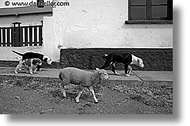images/LatinAmerica/Patagonia/Animals/sheep-n-dogs-bw.jpg