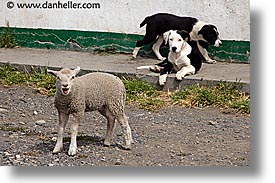 images/LatinAmerica/Patagonia/Animals/sheep-n-dogs.jpg