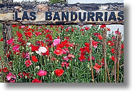 images/LatinAmerica/Patagonia/EstanciaLazo/las-bandurrias-flowers.jpg