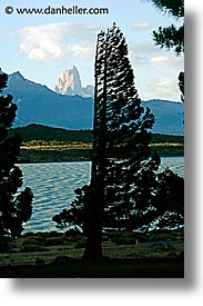 images/LatinAmerica/Patagonia/LagoViedma/tree-n-torre-central.jpg
