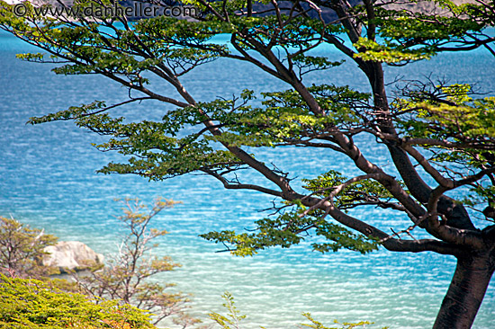 laguna-azul-tree-1.jpg