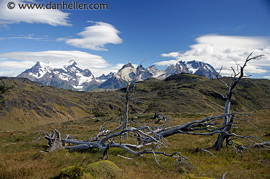 dead-tree-n-mtns.jpg