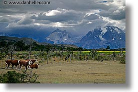 images/LatinAmerica/Patagonia/TorresDelPaine/cows-n-mtns.jpg