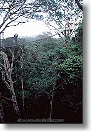 images/LatinAmerica/Peru/Amazon/Canopy/canopy-0003.jpg