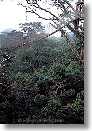 images/LatinAmerica/Peru/Amazon/Canopy/canopy-0011.jpg