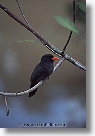 images/LatinAmerica/Peru/Amazon/Jungle/Birds/birds-0001.jpg