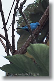 images/LatinAmerica/Peru/Amazon/Jungle/Birds/birds-0002.jpg