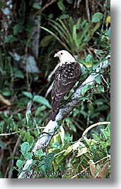 images/LatinAmerica/Peru/Amazon/Jungle/Birds/birds-0003.jpg