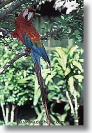images/LatinAmerica/Peru/Amazon/Jungle/Birds/macaw-0003.jpg