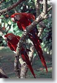 images/LatinAmerica/Peru/Amazon/Jungle/Birds/macaws-0004.jpg