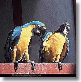 images/LatinAmerica/Peru/Amazon/Jungle/Birds/macaws-0005.jpg