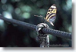 images/LatinAmerica/Peru/Amazon/Jungle/Insects/butterfly.jpg
