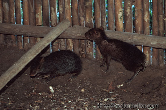 agouti.jpg