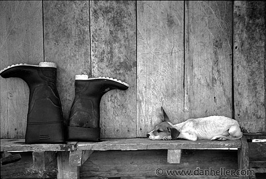 boot-dog-bw.jpg