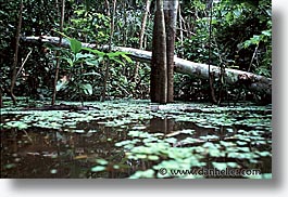 images/LatinAmerica/Peru/Amazon/Jungle/jungle-0004.jpg