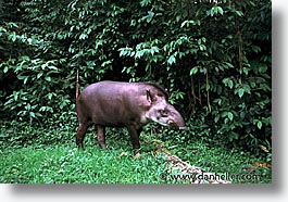 images/LatinAmerica/Peru/Amazon/Jungle/tapir.jpg