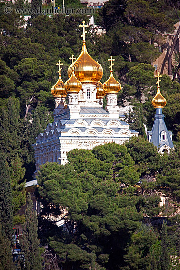 cathedral-n-trees-2.jpg