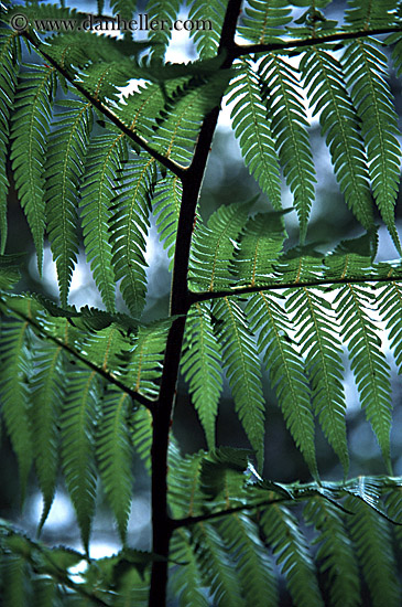 Leafy Branch